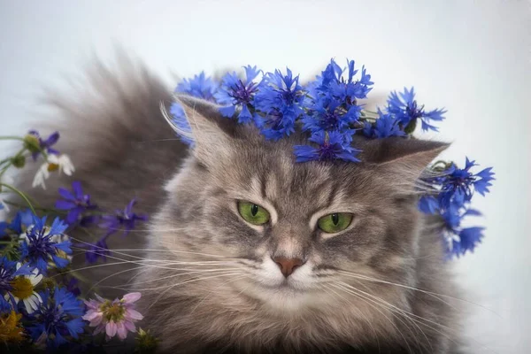 Portrait Young Cat Wreath Cornflowers — Stock Photo, Image