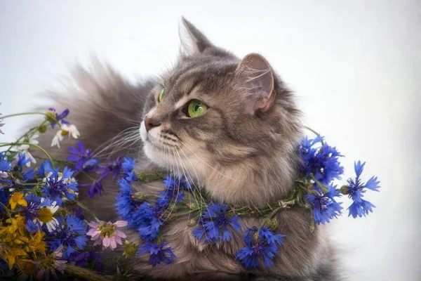 Retrato Gato Jovem Uma Grinalda Flores Milho — Fotografia de Stock