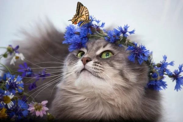 옥수수 화환에 고양이의 — 스톡 사진