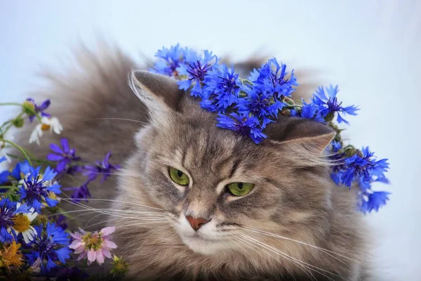 Porträt Einer Jungen Katze Kornblumenkranz — Stockfoto