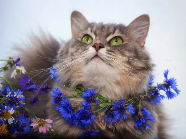 Προσωπογραφία Νεαρής Γάτας Στεφάνι Από Άνθη Καλαμποκιού — Φωτογραφία Αρχείου