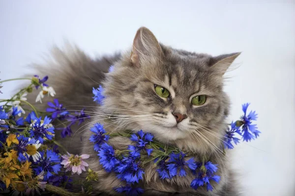 Portret Van Een Jonge Kat Een Krans Van Korenbloemen — Stockfoto