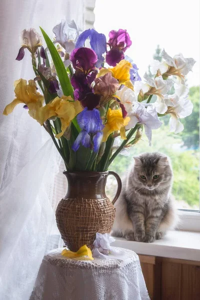 Nature Morte Avec Splendide Bouquet Fleurs Iris Curieux Chaton — Photo