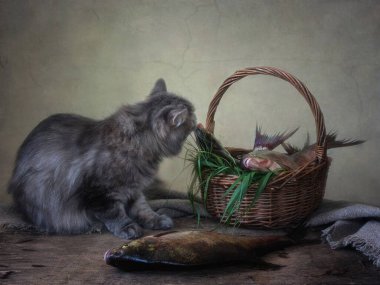 Çipuralı balık ve komik kediyle hayat