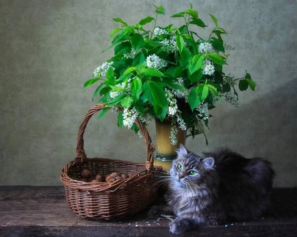 Natura Morta Con Bouquet Fiori Ciliegio Selvatico Gattino Divertente — Foto Stock