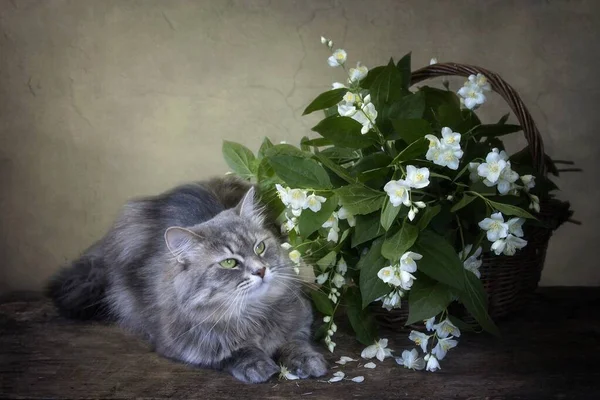 Bodegón Con Cesta Flores Blancas Gatito Gris Divertido —  Fotos de Stock