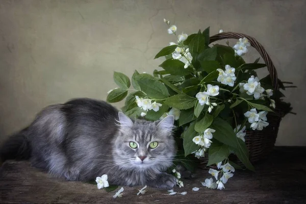 Νεκρή Φύση Λευκά Λουλούδια Και Αστεία Γκρι Γατούλα — Φωτογραφία Αρχείου