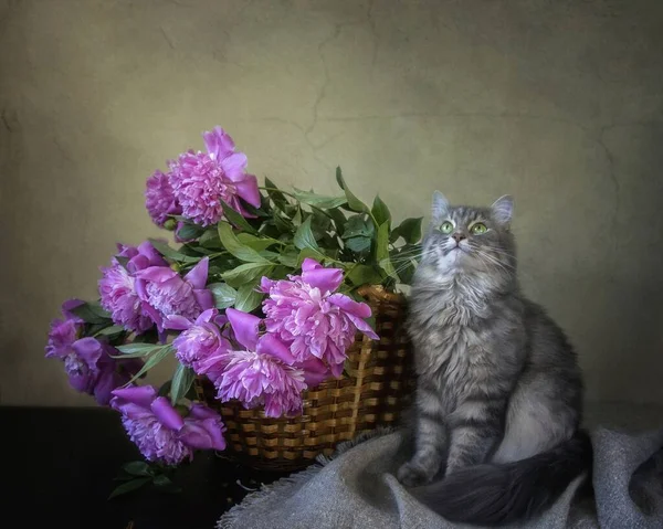 Natura Morta Con Splendido Bouquet Peonia Gattino Curioso — Foto Stock