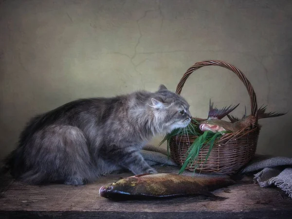 Nature Morte Avec Des Brèmes Poisson Chaton Drôle — Photo