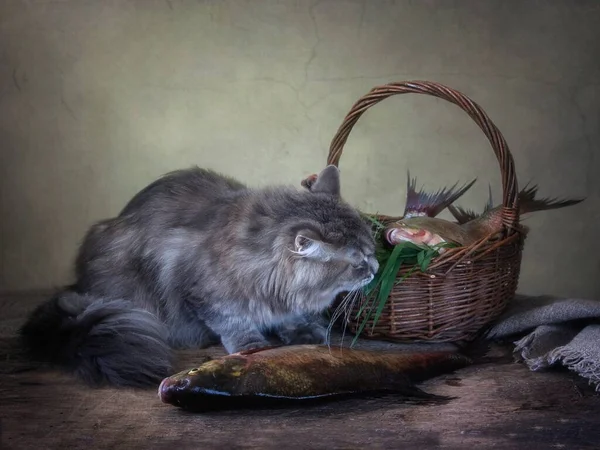 Nature Morte Avec Des Brèmes Poisson Chaton Drôle — Photo