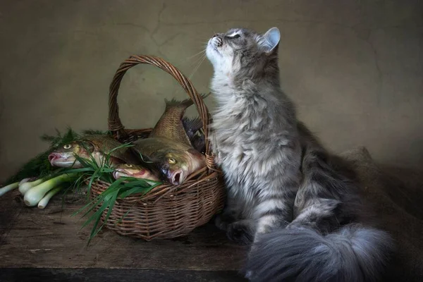 Nature Morte Avec Des Brèmes Poisson Chaton Drôle — Photo