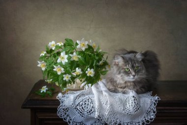 Hayat bahar çiçekleri ve güzel gri kediciğiyle