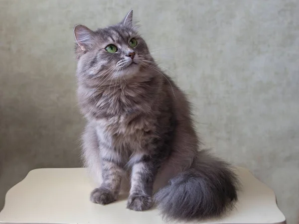 Sitting Kitty Portrait Nahaufnahme — Stockfoto