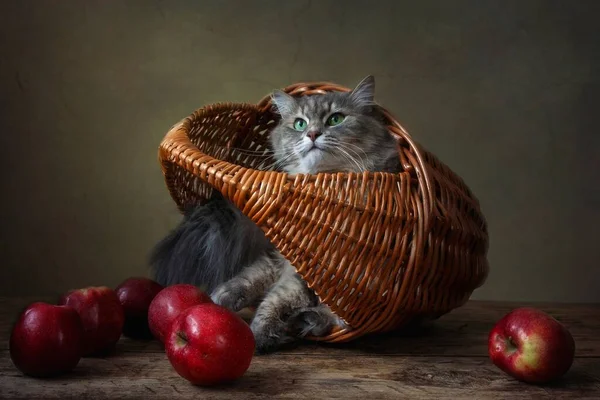 랑야한 고양이 랑살고 — 스톡 사진