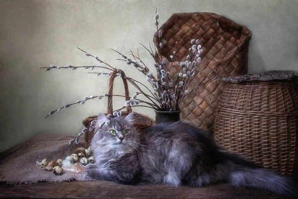 Primavera Ainda Vida Com Ramos Salgueiro Gatinho Cinza — Fotografia de Stock