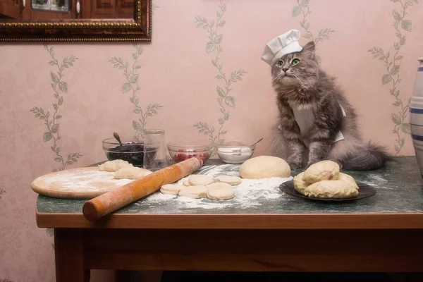 面白いです子猫はパイの調理に関与している — ストック写真