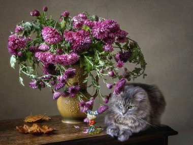 Kasımpatı buketi ve gri kedicik ile dolu bir hayat