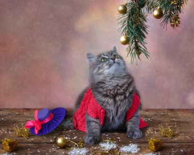 Noel süslemelerinde gri Sibirya kedisi