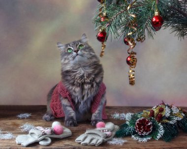 Noel süslemelerinde gri Sibirya kedisi