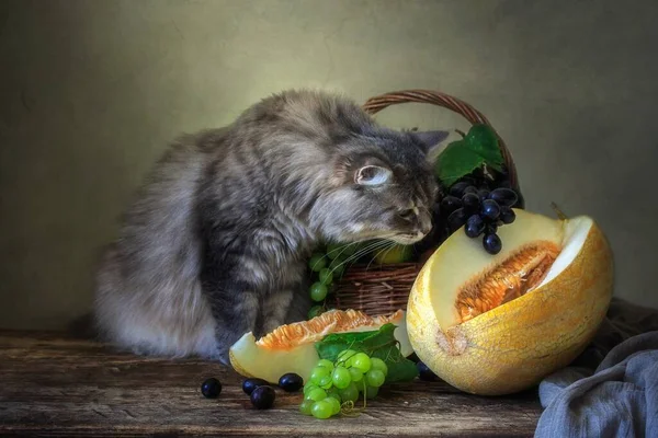 Natureza Morta Com Frutas Melão Gatinho Curioso — Fotografia de Stock