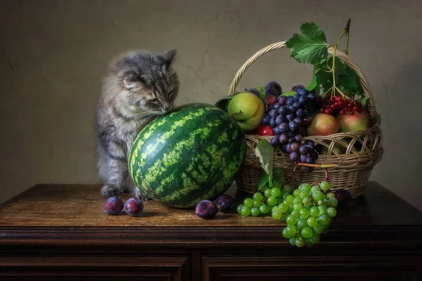 Nature Morte Avec Fruits Pastèque Chaton Curieux — Photo