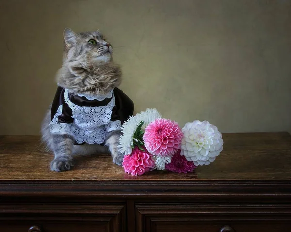 Still Life Bouquet Flowers Adorable Gray Kitty — Stock Photo, Image