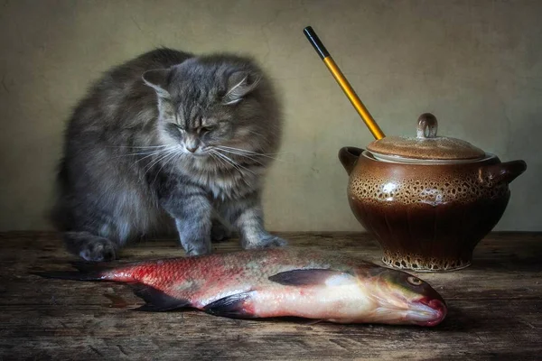 Bodegón Con Besugo Gatito Divertido — Foto de Stock