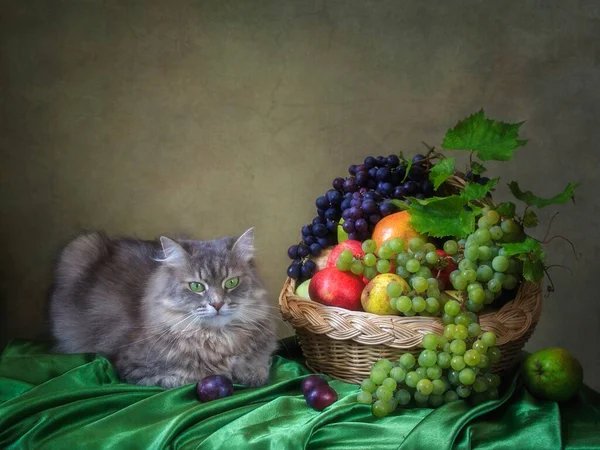 Frutta Natura Morta Con Gattino — Foto Stock