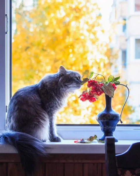 가을의 스러운 고양이 — 스톡 사진