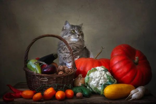 Nature Morte Avec Légumes Automne Chaton Gris — Photo