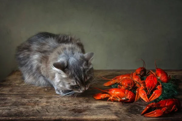 Gatito Gris Comiendo Cangrejos Hervidos — Foto de Stock