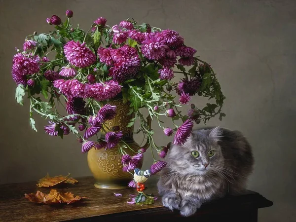 Stillleben Mit Chrysanthemen Bouquet Und Grauer Miezekatze — Stockfoto