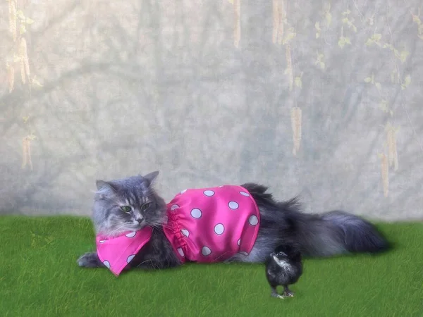 漂亮的灰色小猫 穿着粉红的衣服 还有小小鸡 — 图库照片