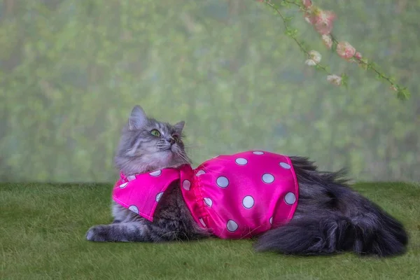 漂亮的灰色小猫 穿着粉红色的衣服 — 图库照片
