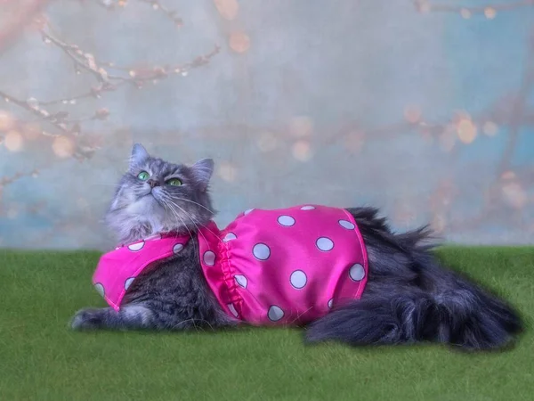 愛らしいグレー子猫でピンクのドレス — ストック写真