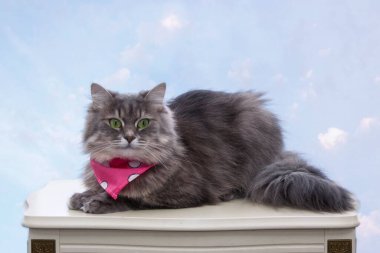 Mavi elbiseli güzel gri kedicik.