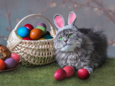 Kostümlü sevimli gri kedi Paskalya Tavşanı