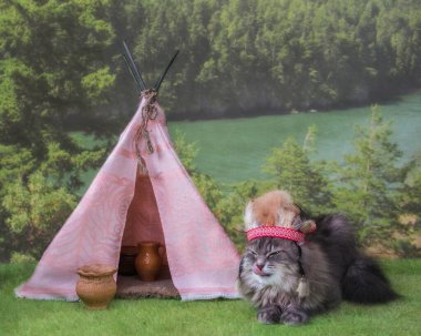 Hintli kostümlü kedi çadırın yanında.