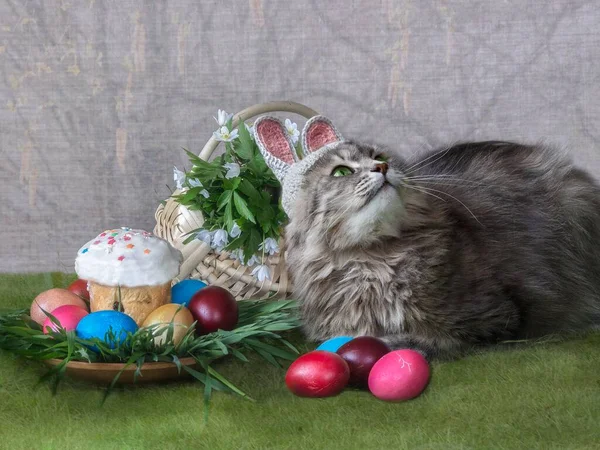 Adorable Gray Kitty Costume Easter Rabbit — Stock Photo, Image