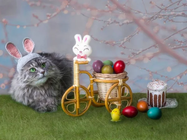 Entzückende Graue Miezekatze Kostüm Osterhase — Stockfoto