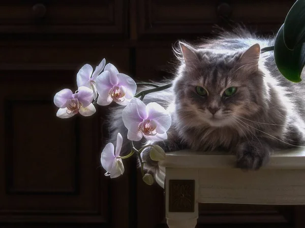 有兰花的漂亮猫咪的肖像 — 图库照片