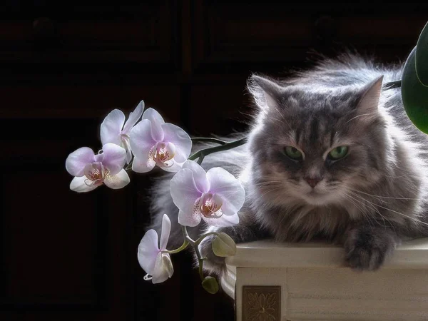 Портрет Милой Кошечки Орхидеями — стоковое фото