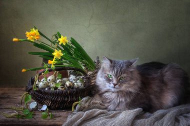 Sarı nergis ve sevimli kedilerle dolu bahar