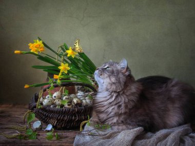 Sarı nergis ve sevimli kedilerle dolu bahar