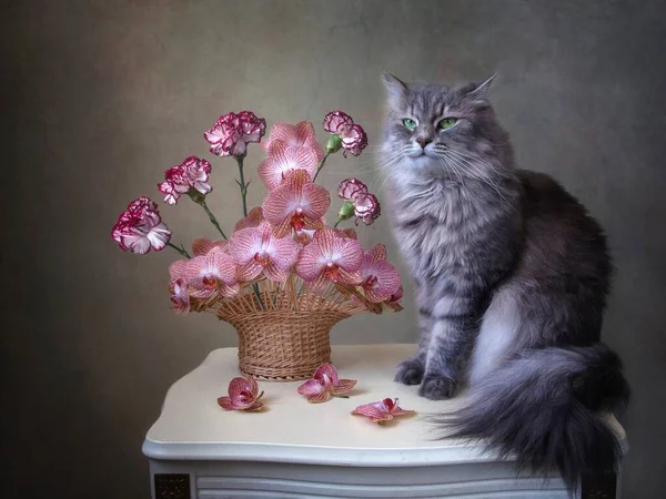 Stilleben Med Orkidéblommor Och Vacker Kattunge — Stockfoto