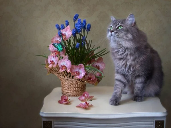 Natureza Morta Com Cesta Flores Orquídea Gatinho Bonito — Fotografia de Stock