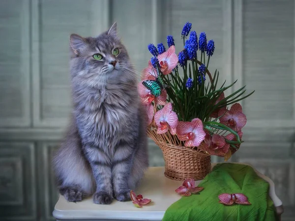 Nature Morte Avec Panier Fleurs Orchidée Joli Chaton — Photo