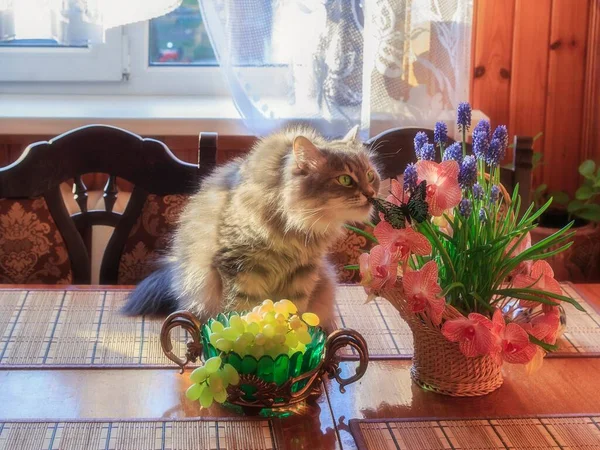 Gatinho Cinza Adorável Com Flores Cesta Mesa — Fotografia de Stock