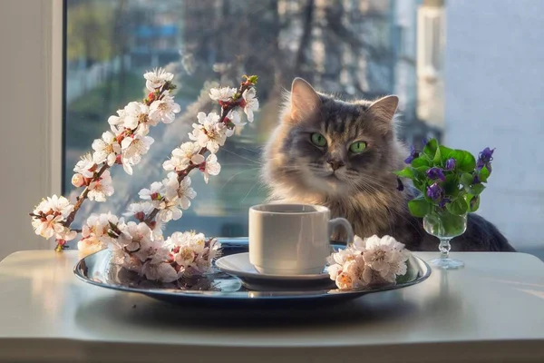 Ranní Káva Složení Kvetoucími Větvemi Zvědavou Kočkou — Stock fotografie