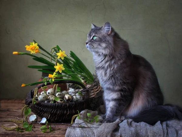 수선화와 귀여운 고양이와 — 스톡 사진